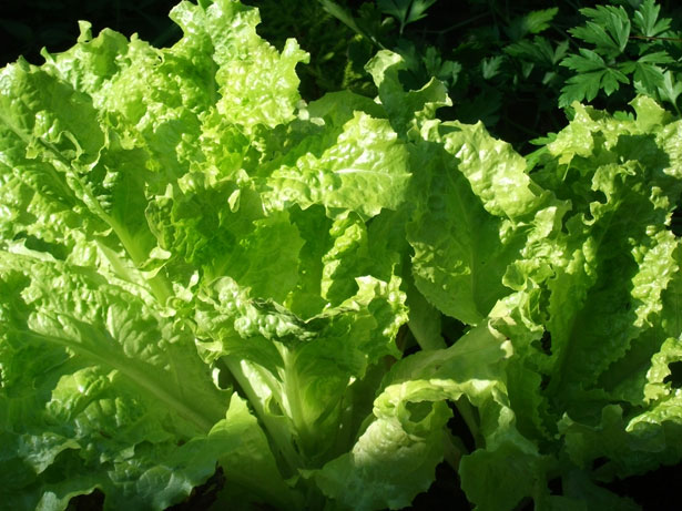 Lettuce picture