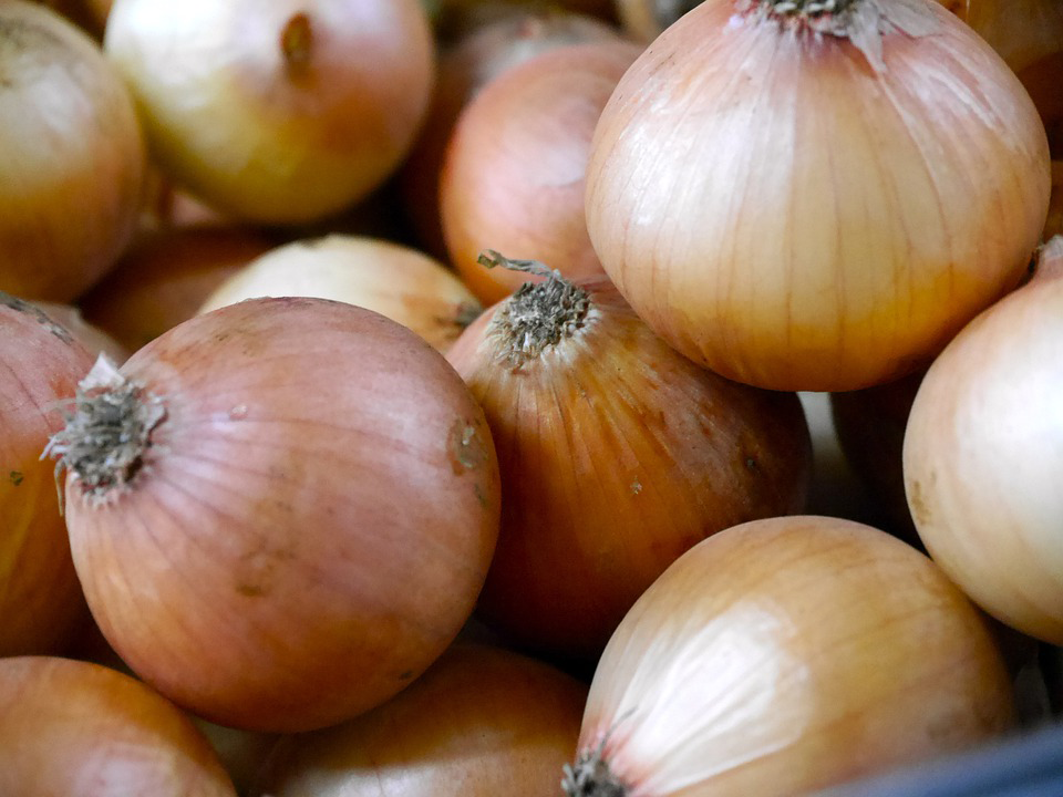 Onion picture
